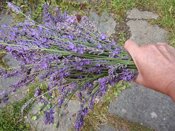 lavendel